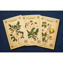 Blackwell Botanical - 24k Gold Serie Set